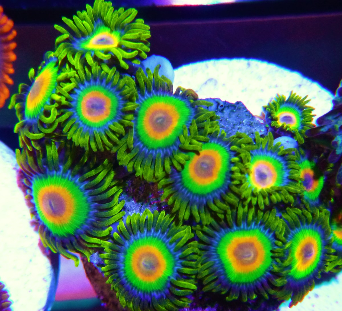 Rasta zoa Ambrosio Aquatics