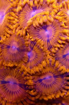 ZOAS AND SOFTIES