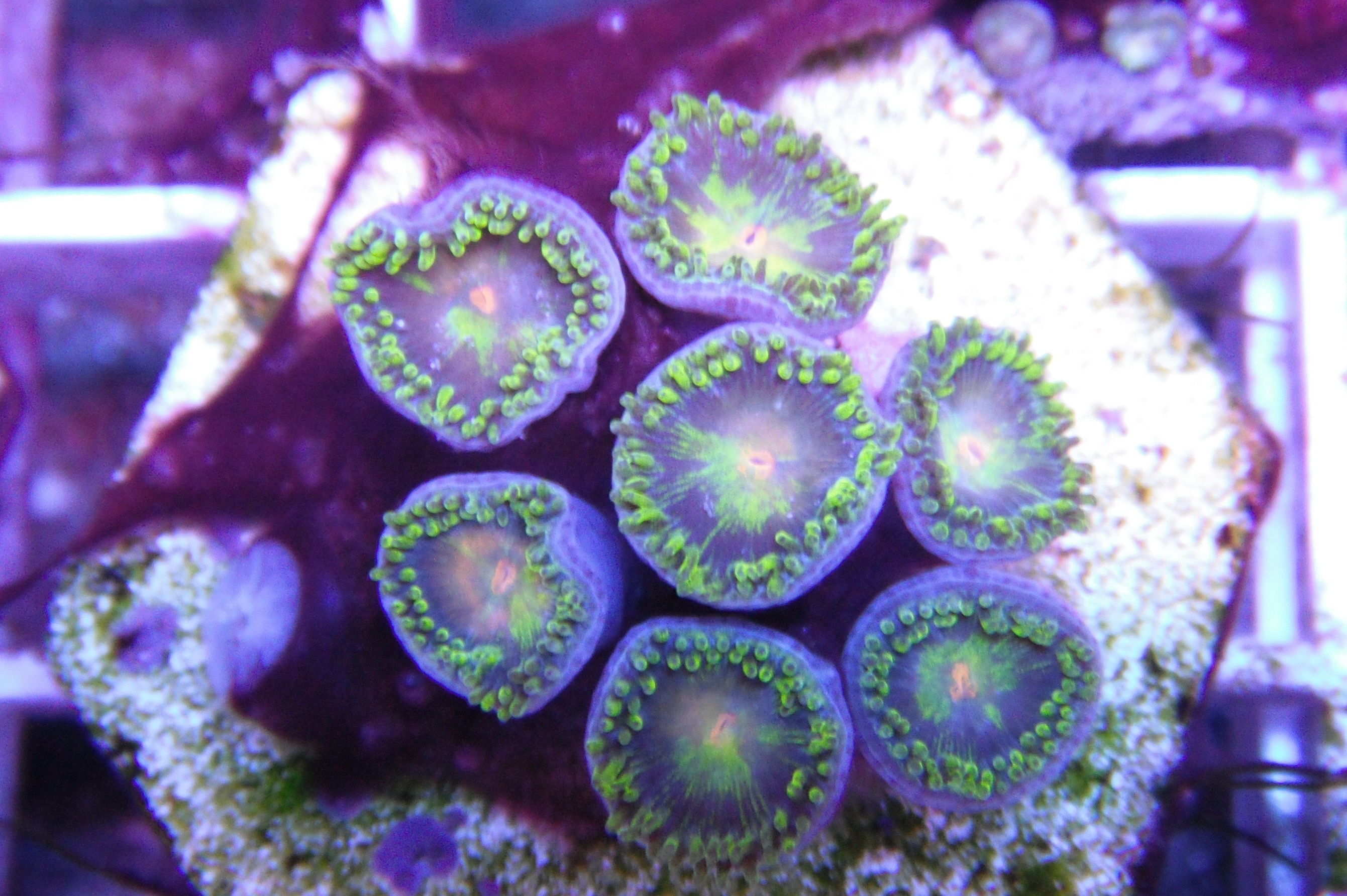 toxic sunflower Ambrosio Aquatics