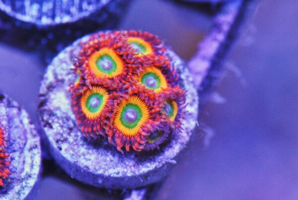 Bowser zoa